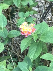 Lantana