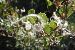 Cercocarpus betuloides betuloides