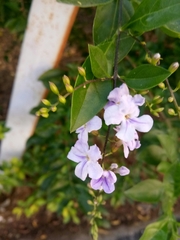 Duranta erecta