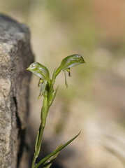 Pterostylis macilenta