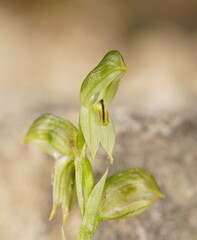 Pterostylis macilenta