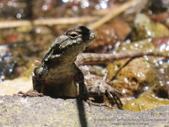 Sceloporus palaciosi