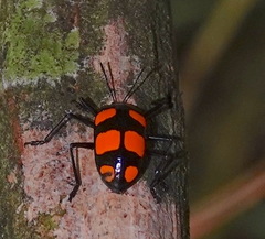 Scaphidomorphus bosci