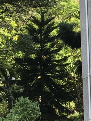 Araucariaceae