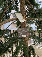 Araucariaceae