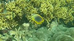 Chaetodon aureofasciatus