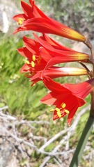 Zephyranthes phycelloides
