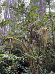 Alectoria sarmentosa