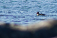 Somateria spectabilis