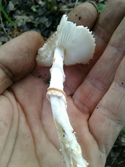 Lepiota ignivolvata