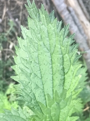Urtica incisa