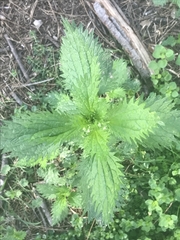 Urtica incisa