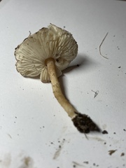 Lepiota castaneidisca
