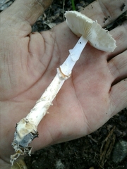Lepiota ignivolvata
