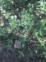 Urtica incisa