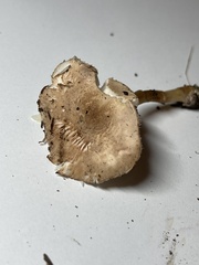 Lepiota castaneidisca