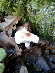 Lepiota ignivolvata