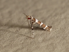 Acrocercops chionosema