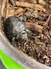 Kinosternon integrum