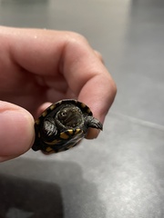 Kinosternon integrum