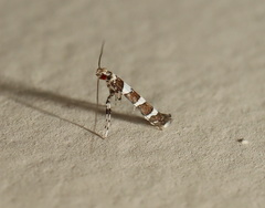 Acrocercops chionosema