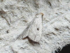 Bleptina caradrinalis