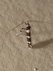 Acrocercops chionosema