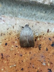 Tortricopsis pyroptis