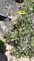 Encelia canescens