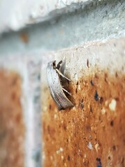 Tortricopsis pyroptis