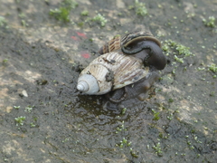 Gastropoda
