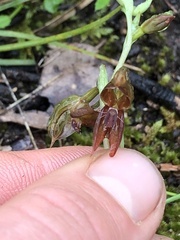 Pterostylis squamata