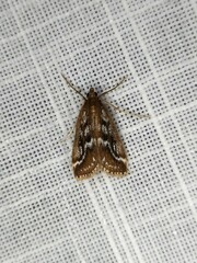 Parapoynx tullialis