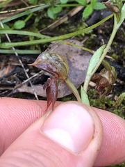 Pterostylis squamata