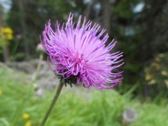 Carduus defloratus carlinifolius