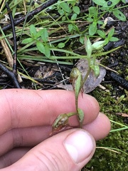 Pterostylis squamata