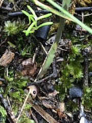 Pterostylis squamata