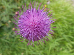 Carduus defloratus carlinifolius