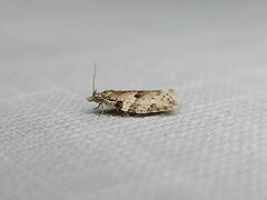 Isotenes miserana