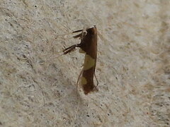 Caloptilia bimaculatella