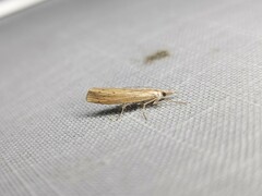 Culladia cuneiferellus