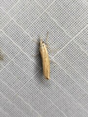 Culladia cuneiferellus