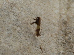 Caloptilia bimaculatella