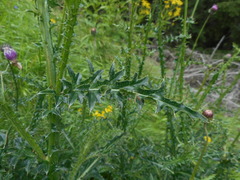Carduus defloratus carlinifolius