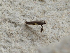 Caloptilia bimaculatella