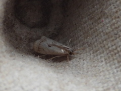 Microcrambus