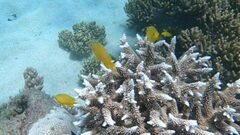 Pomacentrus moluccensis