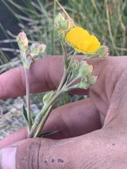 Potentilla gracilis