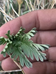 Potentilla gracilis