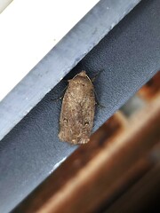 Proteuxoa hypochalchis